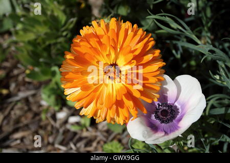 Anemone Coronaria und Ringelblume oder auch Calendula Officinalis in voller Blüte Stockfoto