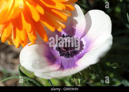 Nahaufnahme eines weißen Anemone mit lila Schimmer auf Blütenblätter Stockfoto