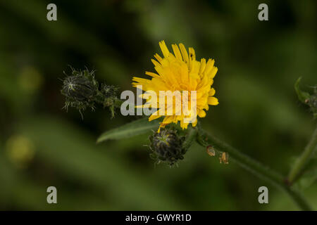 Picris Hieracioides SSP. Hieraciodes, Habichtskraut Habichtsbitterkraut wächst in offenen Wäldern, Surrey, UK. Stockfoto