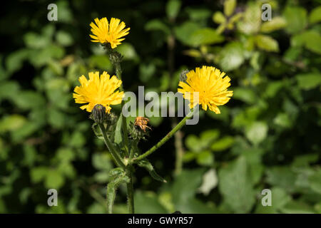 Picris Hieracioides SSP. Hieraciodes, Habichtskraut Habichtsbitterkraut wächst in offenen Wäldern, Surrey, UK. Stockfoto