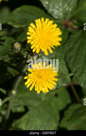 Picris Hieracioides SSP. Hieraciodes, Habichtskraut Habichtsbitterkraut wächst in offenen Wäldern, Surrey, UK. Stockfoto