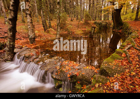 Fluss im Herbstsaison bei Geres Nationalpark, Portugal Stockfoto