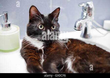 Schwarze Hauskatze sitzen bequem in Waschbecken Stockfoto