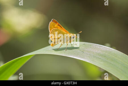 Großen Skipper Butterfly (Ochlodes Venata) Stockfoto