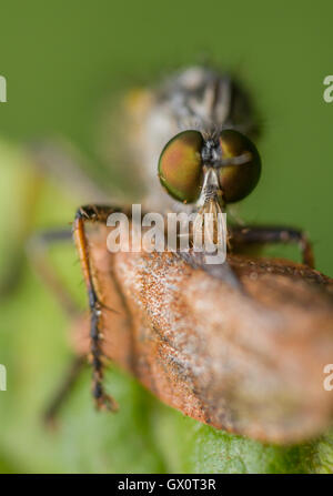 Gemeinsamen Awl Robberfly (Neoitamus Cyanurus) mit Tortrix Motte Beute Stockfoto