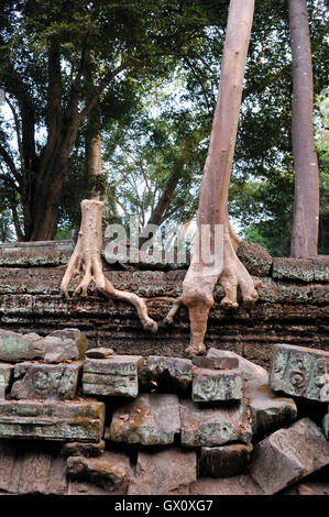 Ta Prohm Tempel mit einer fotogen und stimmungsvolle Kombination von Bäumen wächst aus den Ruinen und den Dschungel Stockfoto