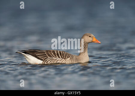 Graugans (Anser anser), ein Erwachsener, schwimmt in der Nähe, auf blauem Wasser, detaillierte Seitenansicht, sieht schön aus, Wildtiere, Europa. Stockfoto
