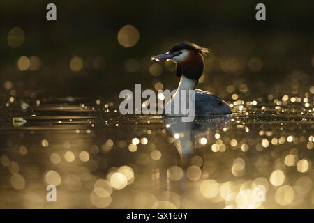 Haubentaucher (Podiceps cristatus) in goldener Beleuchtung, mit einem kleinen Schnabel, schöne Reflexionen, Tierwelt, Europa. Stockfoto