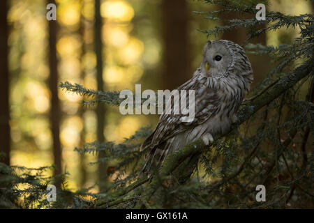 Habichtskauz / Habichtskauz (Strix Uralensis) thront in einem Nadelbaum, Sonnenlicht strahlt auf herbstliche Hellfarbiges Holz im Hintergrund. Stockfoto