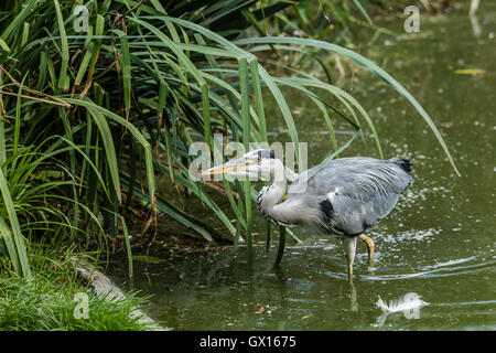 Graureiher im Wasser in der Nähe von Schilf als es sucht nach Fisch Stockfoto