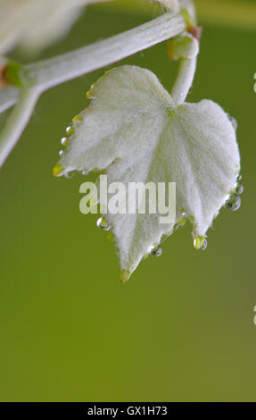 Schönes grünes Blatt mit Wassertropfen Stockfoto