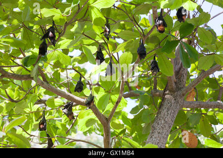 Flughunde hängen Äste, Thailand Stockfoto