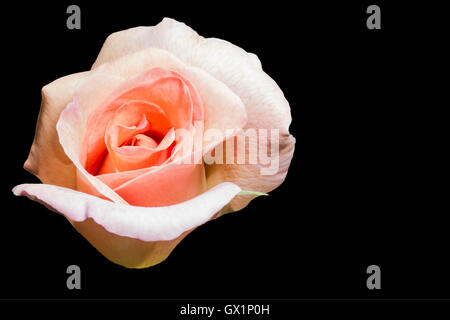 Rosa Rose auf schwarzem Hintergrund isoliert Stockfoto
