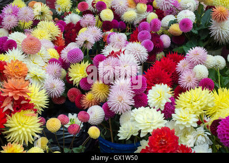 Ersatzteile Dahlia Blumen vor einer Jury Zelt im RHS Wisley Flower show, Surrey, England Stockfoto