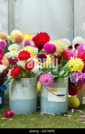 Ersatzteile Dahlia Blumen vor einer Jury Zelt im RHS Wisley Flower show, Surrey, England Stockfoto