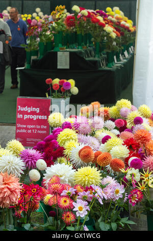 Ersatzteile Dahlia Blumen vor einer Jury Zelt im RHS Wisley Flower show, Surrey, England Stockfoto