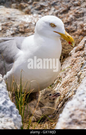 Gemeinsamen Silbermöwe und Küken (Larus Argentatus) nisten in die Felsen der Star Island in den Inseln schwärmen, New Hampshire Stockfoto