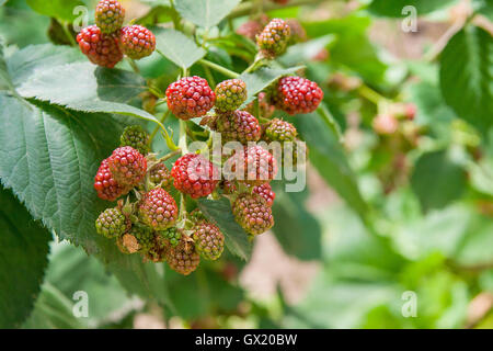 Rote und schwarze wilde Brombeeren Büsche und Äste auf grünen Blättern Hintergrund im Garten an einem sonnigen Sommertag. Stockfoto