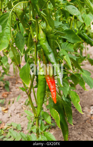 Helle farbige Pfeffer Pflanzen - heiß kalt Paprika in soft-Fokus. Nahaufnahme von den Red hot Chili Peppers auf einem Ast. Stockfoto