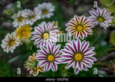 Gazanien Blumen Nahaufnahme Big Kiss White Stripe Stockfoto