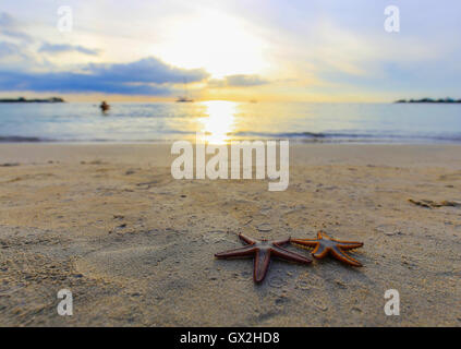 Zwei Seestern am Strand bei Sonnenuntergang, eine romantische Metapher. Stockfoto