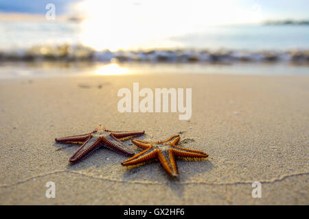 Zwei Seestern am Strand bei Sonnenuntergang, eine romantische Metapher. Stockfoto