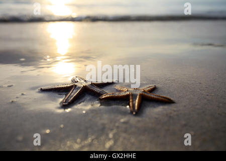 Zwei Seestern am Strand bei Sonnenuntergang, eine romantische Metapher. Stockfoto