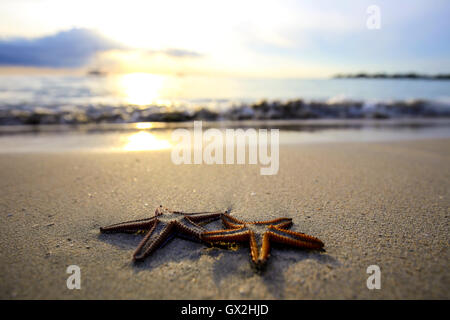 Zwei Seestern am Strand bei Sonnenuntergang, eine romantische Metapher. Stockfoto