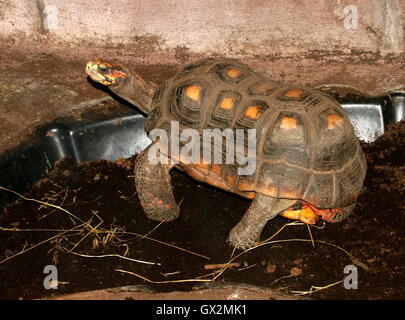 South American Red footed Schildkröte (Chelonoidis Carbonaria) am Oliemeulen Reptilien Zoo, Tilburg, Niederlande Stockfoto