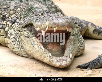 Afrikanische Nil-Krokodil (Crocodylus Niloticus) in der Sonne, Mund weit offen Stockfoto