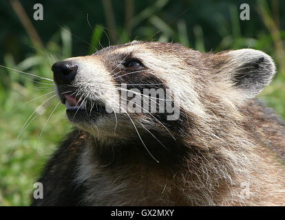 Nördlichen Waschbär (Procyon Lotor), Nahaufnahme des Kopfes. Stockfoto