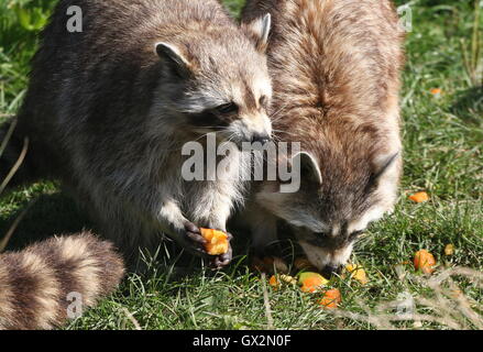 Zwei nördlichen Waschbären (Procyon Lotor) ernähren sich von Obst Stockfoto