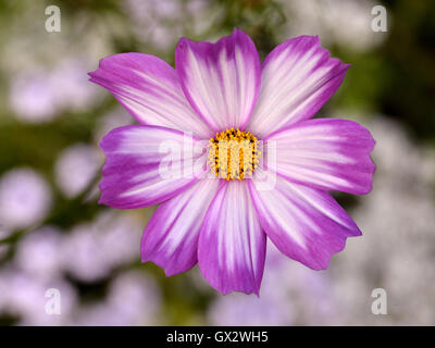 Nahaufnahme von Rosa, die Cosmos Bipinnatus von oben gesehen Blüte Stockfoto