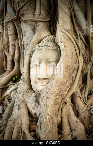 Eine Buddha-Kopf in den Wurzeln von einem riesigen Fig im Wat Mahathat in Ayutthaya, Thailand Stockfoto