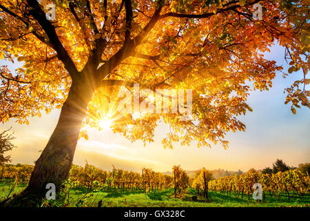 Gold Baum auf einem Weingut mit blauen Himmel und die Herbstsonne scheint warm durch seine Blätter Stockfoto