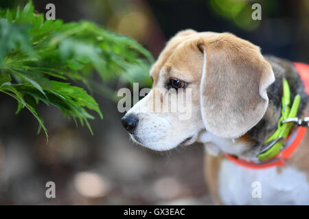 Ladenburg, Deutschland. 15. Sep, 2016. Beagle-Erkennung Hund Mira vor der Suche nach der asiatischen Longhorn Beetle (lat.: Anoplophora Glabripennis), das ist gefährlich für Bäume in einer Baumschule in Ladenburg, Deutschland, 15. September 2016. Suche speziell ausgebildete helfen Hunde, um die weitere Ausbreitung des asiatischen Longhorn Beetle im Südwesten Deutschlands zu verhindern. Foto: UWE ANSPACH/Dpa/Alamy Live News Stockfoto