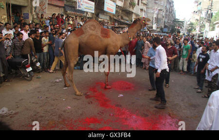 Camel ist wird anlässlich des Eid-Ul-Azha bei Burns Road-Bereich von Karachi auf Donnerstag, 15. September 2016 Schlachten. Stockfoto