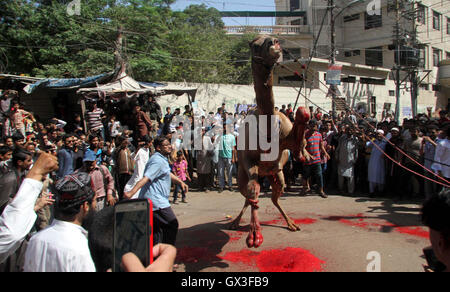 Camel ist wird anlässlich des Eid-Ul-Azha bei Burns Road-Bereich von Karachi auf Donnerstag, 15. September 2016 Schlachten. Stockfoto