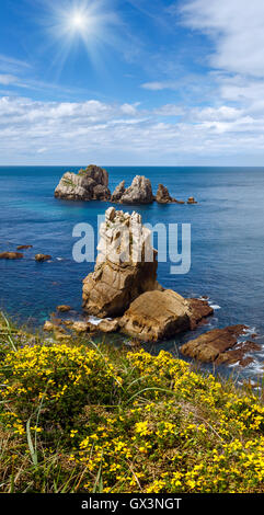 Arnia Strand (Spanien) Atlantik Küste Landschaft mit gelben Blüten vor. Stockfoto