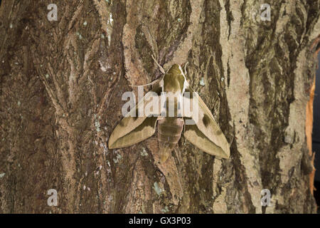 Mittelmeer-Wolfsmilchschwärmer, Riesen-Wolfsmilchschwärmer, stark Nicaea, mediterrane Hawk-Moth, größere Wolfsmilch Hawkmoth, Le S Stockfoto