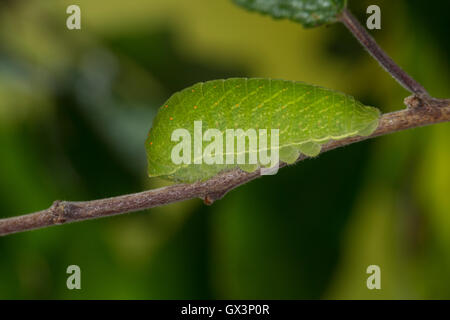 Segelfalter, Segel-Falter, Raupe Frisst eine Schlehe, Iphiclides Podalirius, knappe Schwalbenschwanz, Segeln Schwalbenschwanz, Birnbaum Piss Stockfoto