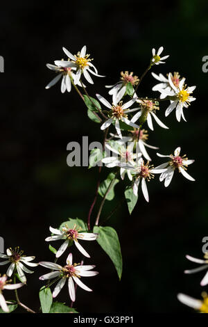 Sprays von kleinen, weißen Blütenblättern Daisy Blumen von den ewigen Eurybia Divaricata (Aster Divaricatus) Stockfoto