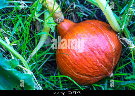 Red Kuri Kürbis im Garten wachsen. Frisches Gemüse angebaut. Reifen Kürbis im Gemüsegarten Stockfoto