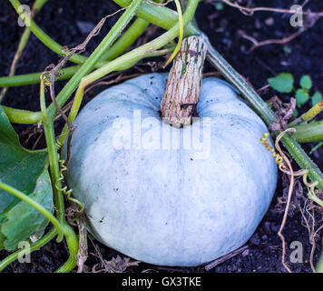 Weißen Kürbis im Garten wachsen. Frisches Gemüse angebaut. Weißen Kürbis im Gemüsegarten Stockfoto