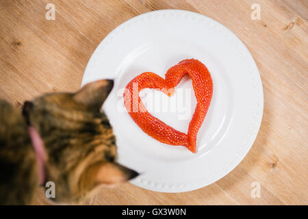 Roter Kaviar in der Form von Herzen auf einen Teller und neugierige Katze. Stockfoto