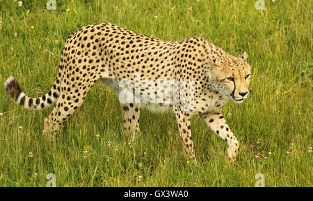 Ein Gepard langsam stalking. Stockfoto