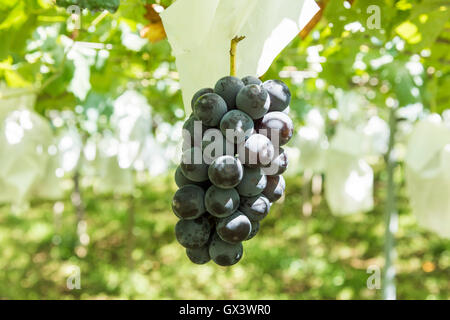 Traube Obstgarten, Kyodogawa Schwemmfächer, Katsunuma, Koshu City, Präfektur Yamanashi, Japan Stockfoto