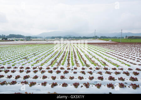 Salatfeld, Kawakami Dorf, Präfektur Nagano, Japan Stockfoto