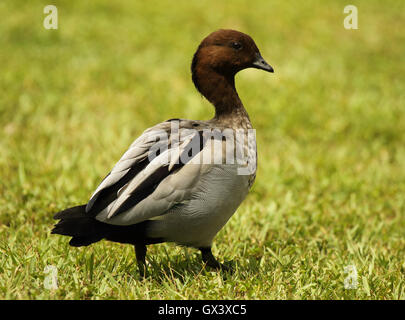 Eine männliche australische Wood Duck entlang Rasen. Stockfoto