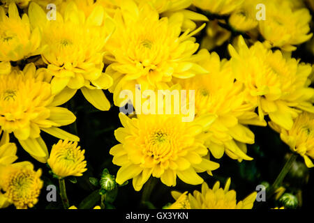 Gelbe Chrysanthemen im Herbst.  Chrysantheme ist immer das Symbol des Herbstes in China. Stockfoto